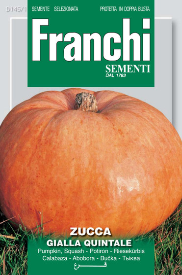 Pumpkin Quintale - SHORT DATE EXP. 06/27 was £2.99 now £1