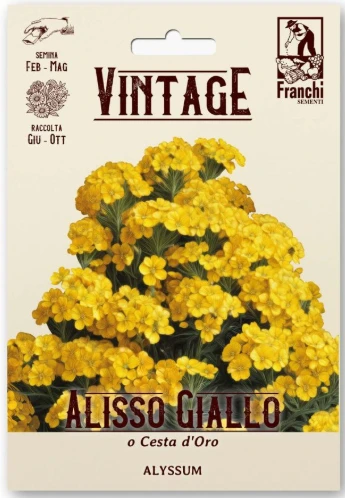 Vintage 1928 Alissum dwarf Corbeille D'or