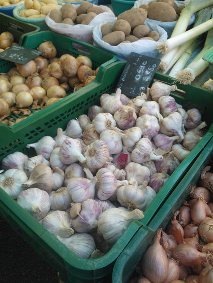 French white garlic  (A) Allium Sativum L.