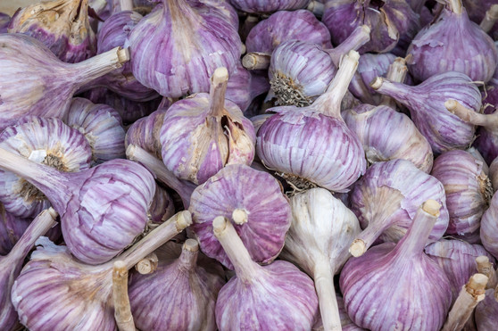 "Pre-order Seasonal Bulbs Only" French Red Garlic (A) Allium Sativum L.