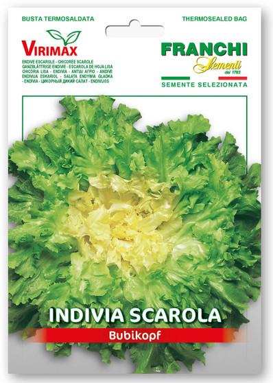 Endive Scarola Bubikopf