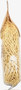 L'agnese Pasta Casereccia Trofie 500g