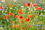 Pure Native Wildflowers Countryside Mix 20g