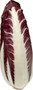 Fresh Vegetables Radicchio Trevigiano