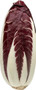 Fresh Vegetables Radicchio Trevigiano