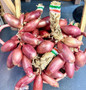 Fresh Braided Red Onions Tropea Rossa Lunga @1kg