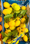 Costiera Lemons from S.Agnello Amalfi