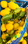 Costiera Lemons from S.Agnello Amalfi