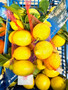 Costiera Lemons from S.Agnello Amalfi