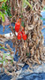 Stop watering your plum tomatoes during August and let the plants die to get the ripest juiciest fruits.... These are my aunty's in the Veneto region of Italy