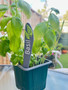 Plant and Herb Marker Tag - Biodegradable - WATERCRESS