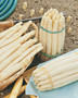 Asparagus White Zeno 10 crowns (A) Asparagus Officinalis Pre-order only "AUTUMN"