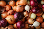Tris of Onions - Red, Gold & White 500g (A) Allium cepa L.