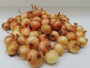 Golden onion set 500g (A) Allium cepa L.