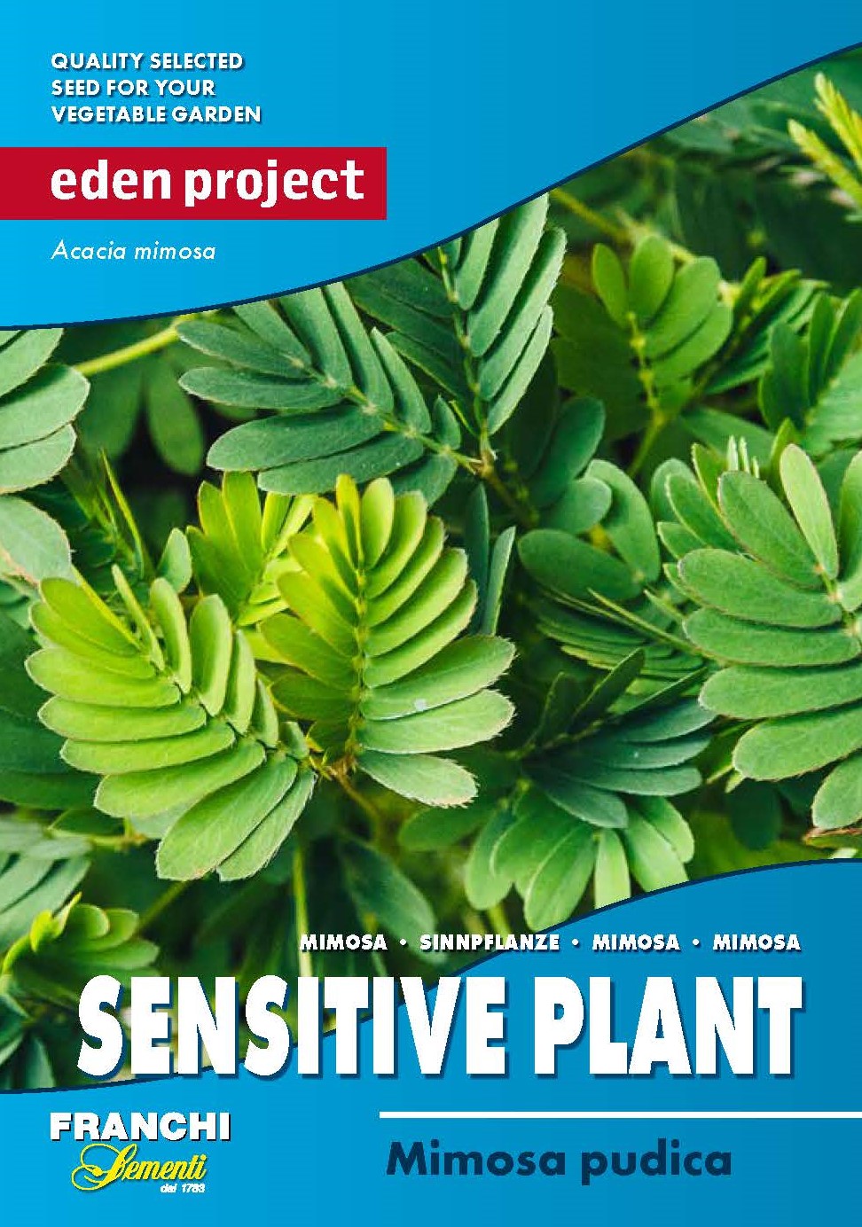 Eden Project Sensitive Plant - Mimosa pudica