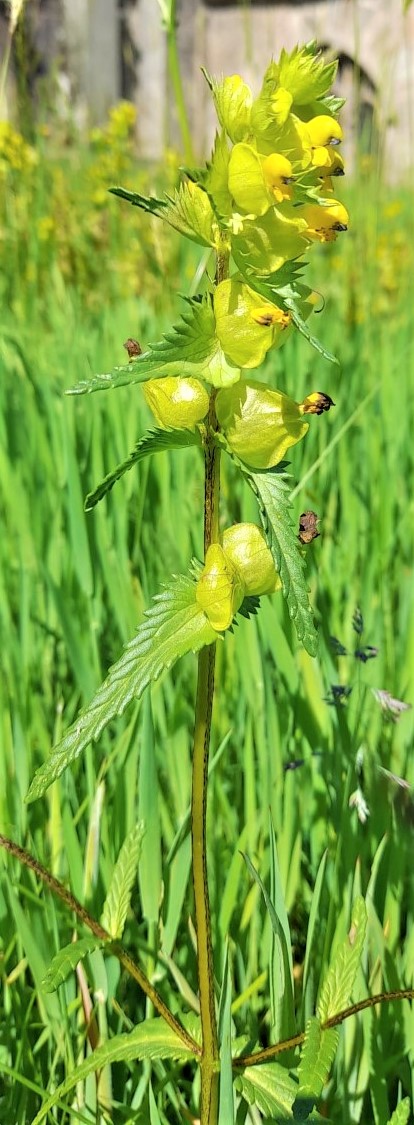 Pure Native Wildflowers Yellow Rattle 15g *Save £5*