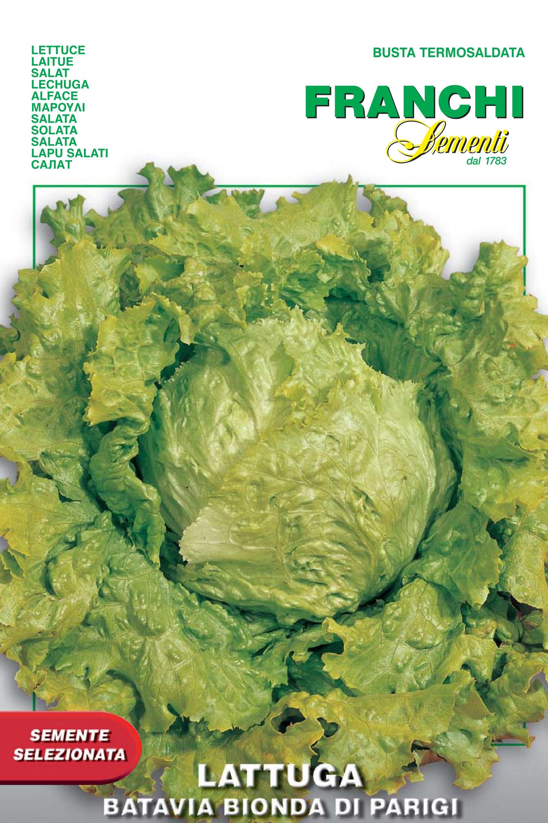 Lettuce Batavia Of Paris 