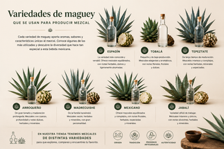 Variedades de magueyes para producir mezcal