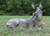 outdoor nativity seated donkey