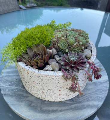 Terrazzo Succulents

A low terrazzo container is filled with chicks and hens for outdoor use! These succulents love a sunny day and shade is welcomed on the non-sunny days. This container has a drainage hole so best if kept outside!

Seattle flower delivery by Juniper Flowers

Due to changes in season, weather, and availability we reserve the right to make substitutions in flowers for your order. Our photos are a GUIDE to our designs.