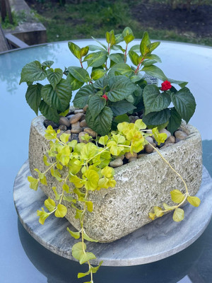 Garden Square

A low square container is filled with vinca vine, creeping jenny and burnt orange salvia for outdoor use! These plants love a sunny day and shade is welcomed on the non-sunny days. This container has a drainage hole so best if kept outside!

Seattle flower delivery by Juniper Flowers

Due to changes in season, weather, and availability we reserve the right to make substitutions in flowers for your order. Our photos are a GUIDE to our designs.