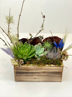succulent trio variety planted in a wood box with mosses and natural botanical accents