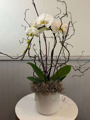 White phalaenopsis orchid plant in white pot
We will choose a beautiful white phalaenopsis orchid, dress it with branches, mosses, and other accents. The result is striking. These plants last for months and contrary to popular belief are very easy to care for. Seattle flower delivery by Juniper Flowers
