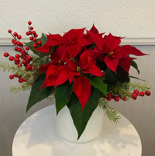 Red Poinsettia Plant - White Pot

Tis the season for a traditional red poinsettia! Adorned with faux accents in a white ceramic pot. Great to send as a corporate gift!

Seattle flower delivery by Juniper Flowers




Due to changes in season, weather, and availability we reserve the right to make substitutions in flowers for your order. Our photos are a GUIDE to our designs.
