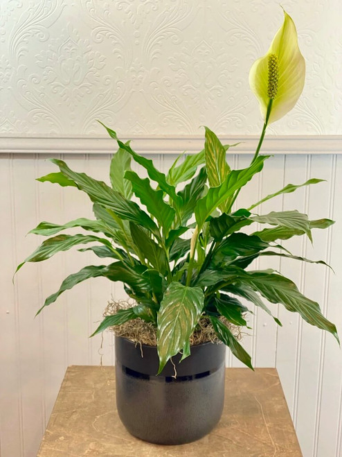 Spathiphyllum (Peace Lily) plant in black pot. Requires low light and minimal watering. Seattle flower delivery by Juniper Flowers