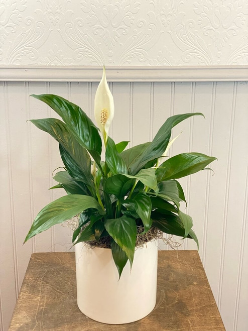 Spathiphyllum (Peace Lily) plant in white pot. Requires low light and minimal watering. Seattle flower delivery by Juniper Flowers
