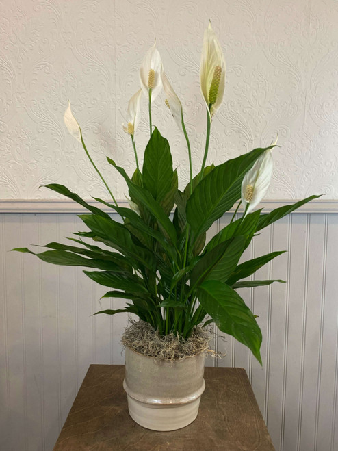 Spathiphyllum (Peace Lily) plant in sand+stone pot. Requires low light and minimal watering. Seattle flower delivery by Juniper Flowers