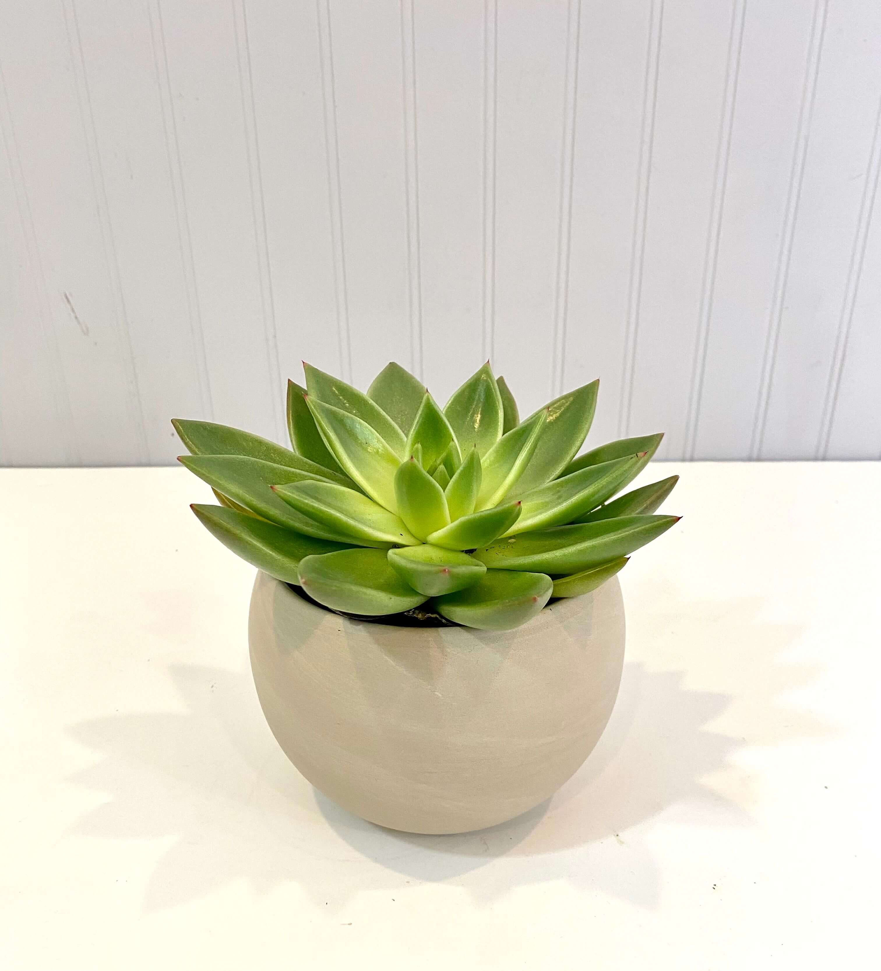 Half moon succulent planter I Juniper Flowers I Seattle Best Florist