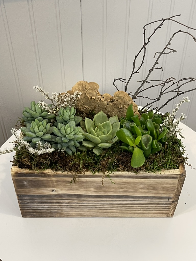 Succulent Trio