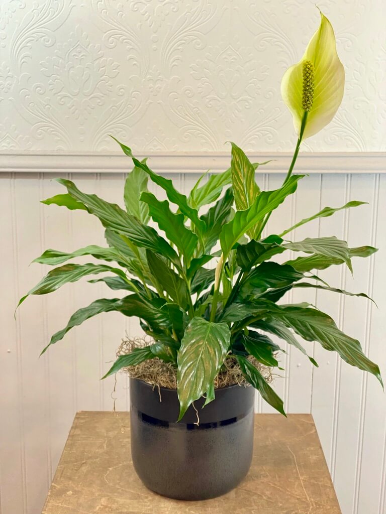 atabapoense philodendron Buy your Philodendron Abatapoense straight f'rom our greenhouse –  Plantlovers main image 0