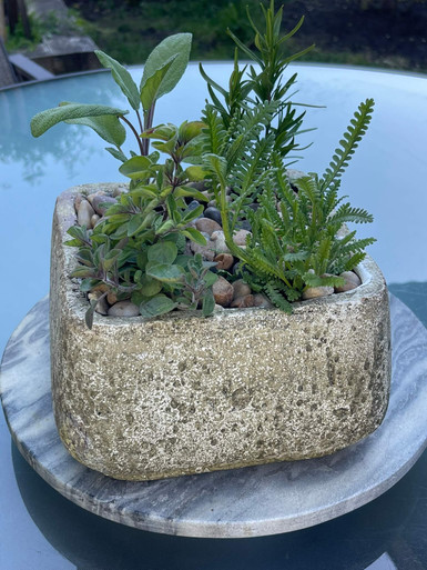 Image of Herbs in Square Planter
