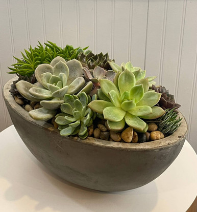 Image of Succulents in Oval Stone