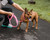 Pet Life Aero Mesh 2-in-1 Comfortable Adjustable Dog Leash-Collar