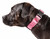 Pet Life Aero Mesh Dual-Sided Breathable Dog Collar