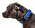 Pet Life Aero Mesh Dual-Sided Comfortable & Adjustable Dog Collar
