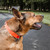 Adjustable Aero Mesh Dog Collar for Comfort & Breathability