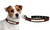 Your pet can wear the game like never before with these stylish, officially licensed NFL football lace collars from GameWear®. Each collar is handcrafted from football leather and laces, and emblazoned with your favorite team’s logo and colors. Get your favorite four-legged friend in the game with these officially licensed collars from GameWear!! Size Small fits 10 - 14 inches, Medium fits 14 - 20 inches, and Large fits 18 - 26 inches. Made By Gamewear