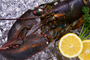 Live Maine Lobster (30 Pounds)