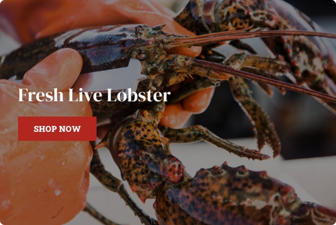 live lobster