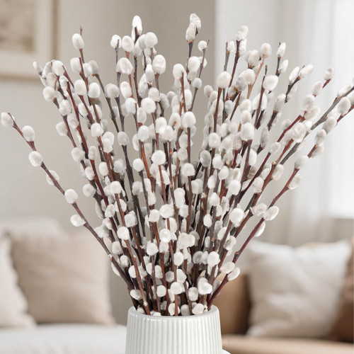 25 Stems Pussywillow Branches, Dried White Willow 15-17" for Vase Decor