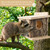 Squirrel Nesting Box with Predator Guard, Easy Assembly Squirrel Houses