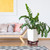 Colingmill 10.5 Inches Wooden Planter Stand Indoor Chinese Vase Fishbowl Display Stands Asian Vase Pot Traditional Stands for Home Indoor Plants Outdoor Decoration