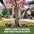 Magnolia Tree Fertilizer – Liquid Plant Food for Blooms and Roots, 8 oz