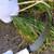 KAKURI Serrated Sickle Japanese Weeding Sickle Garden Tool