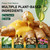 Jonider Umex 7 Days Nail Treatment, Tea Tree Ginger Serum Oil