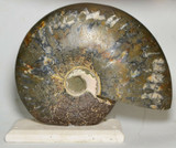 Large Polished Agatized Ammonite (Cleoniceras) - Mounted to Travertine Base